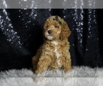 Small Photo #79 Goldendoodle (Miniature) Puppy For Sale in WARSAW, IN, USA