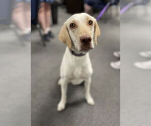 Labrador Retriever Dogs for adoption in El Centro, CA, USA