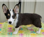 Small #1 Pembroke Welsh Corgi