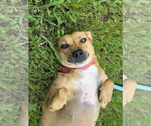 Peaches ~ meet me! - Female Boxador Dog for Adoption - Photo #3