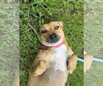 Small Photo #3 Boxador Puppy For Sale in Southbury, CT, USA