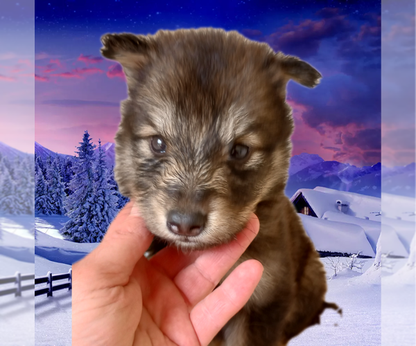 Full screen Photo #6 Wolf Hybrid Puppy For Sale in BYBEE, TN, USA