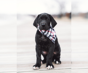 Great Dane Puppy for sale in JAMESTOWN, NY, USA