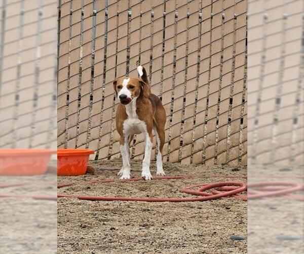 Medium Photo #1 Redbone Coonhound-Unknown Mix Puppy For Sale in South Lake Tahoe, CA, USA