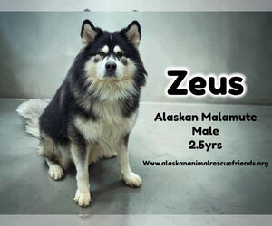 Alaskan Malamute Dogs for adoption in Anchorage, AK, USA