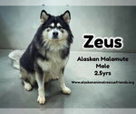 Small Alaskan Malamute
