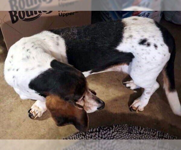 Medium Photo #2 Basset Hound Puppy For Sale in Deepwater, NJ, USA