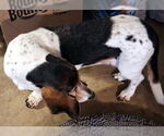 Small #1 Basset Hound