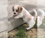 Small Photo #2 Cavachon Puppy For Sale in SILEX, MO, USA
