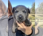 Small Photo #2 Labrador Retriever Puppy For Sale in STREETMAN, TX, USA