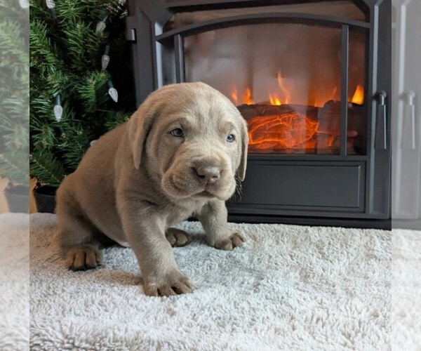 Medium Photo #23 Labrador Retriever Puppy For Sale in PALMYRA, VA, USA
