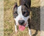 Small #1 Bullboxer Pit