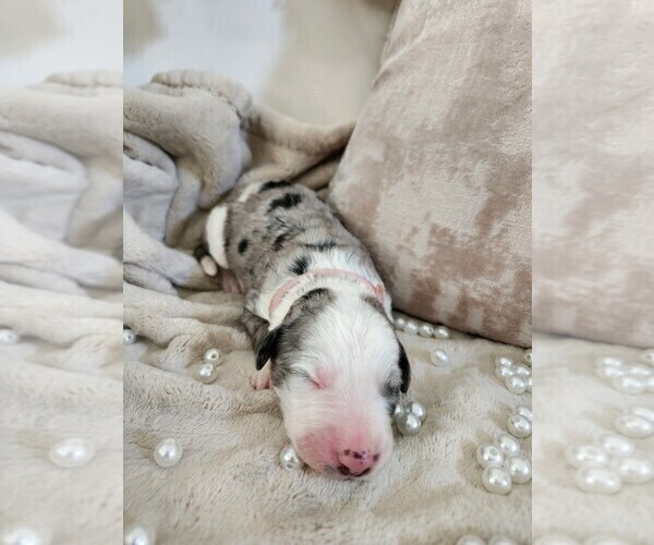 Medium Photo #135 Sheepadoodle Puppy For Sale in LEHI, UT, USA