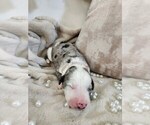 Small Photo #135 Sheepadoodle Puppy For Sale in LEHI, UT, USA