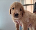 Puppy 2 Labradoodle