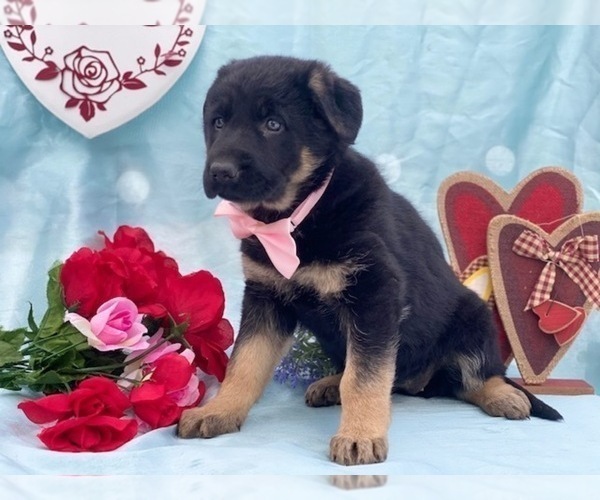 Medium Photo #2 German Shepherd Dog Puppy For Sale in LANCASTER, PA, USA