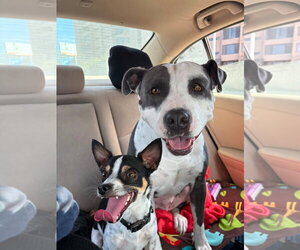 Cow - Female American Pit Bull Terrier-Unknown Mix Dog for Adoption - Photo #2