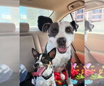 Small #1 American Pit Bull Terrier Mix
