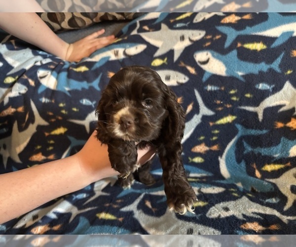 Medium Photo #49 Cocker Spaniel Puppy For Sale in COLBERT, GA, USA