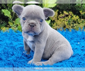 French Bulldog Puppy for sale in BOSTON, MA, USA