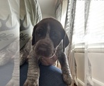 Puppy Dose German Shorthaired Pointer