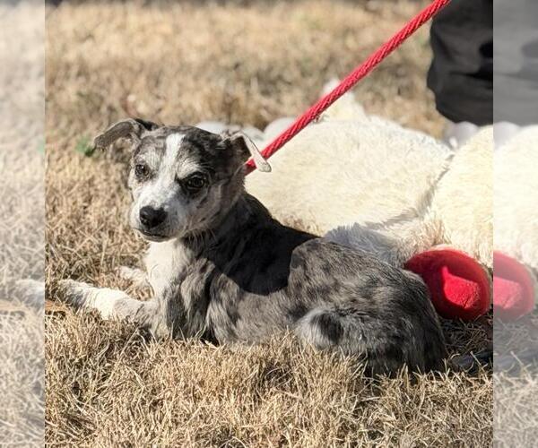 Medium Photo #4 Border-Aussie Puppy For Sale in Yardley, PA, USA