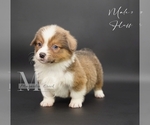 Small #11 Pembroke Welsh Corgi