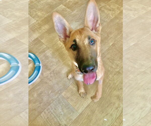 Medium Photo #1 German Shepherd Dog-Unknown Mix Puppy For Sale in San Diego, CA, USA