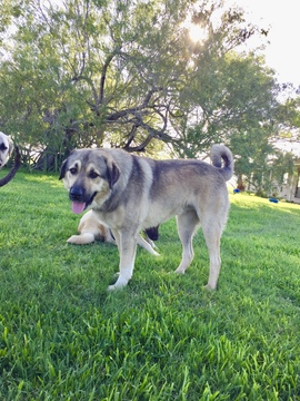 Medium Photo #1 Anatolian Shepherd-Great Pyrenees Mix Puppy For Sale in ROBSTOWN, TX, USA