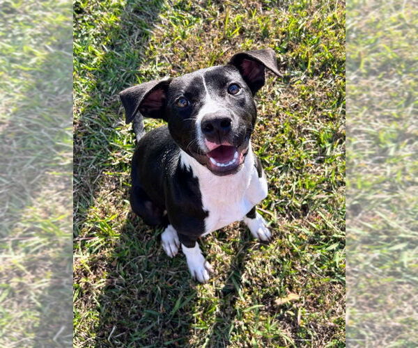 Medium Photo #1 Labrador Retriever-Unknown Mix Puppy For Sale in Bryant, AR, USA