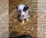 Small Photo #31 Australian Shepherd Puppy For Sale in MONONA, IA, USA