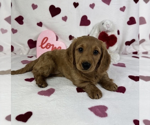 Medium Photo #2 Dachshund Puppy For Sale in FRANKLIN, IN, USA