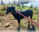 Small Photo #3 Miniature Pinscher-Unknown Mix Puppy For Sale in Chico, CA, USA