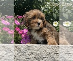Small #2 Lhasa Apso-Poodle (Toy) Mix