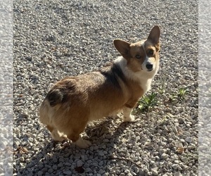 Mother of the Pembroke Welsh Corgi puppies born on 08/11/2022