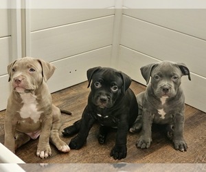 American Bully Litter for sale in ZEBULON, NC, USA