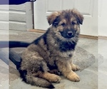 Small #1 German Shepherd Dog