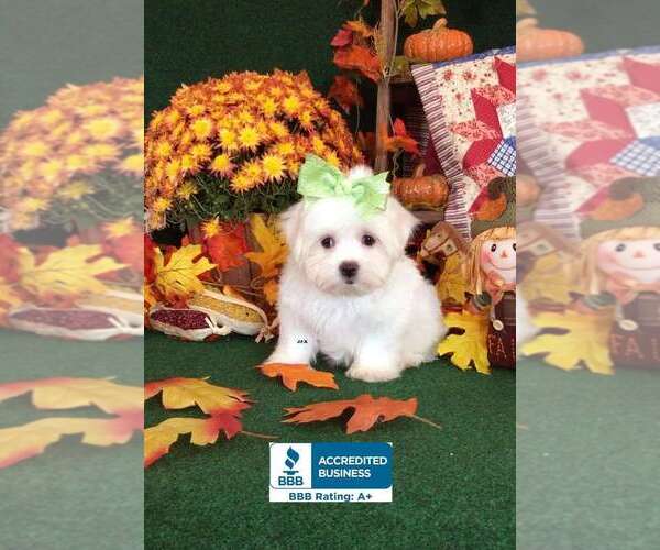 Medium Photo #1 Maltese Puppy For Sale in WINNSBORO, LA, USA