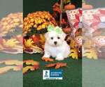 Small Photo #1 Maltese Puppy For Sale in WINNSBORO, LA, USA