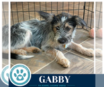 Small #2 Shih Tzu Mix