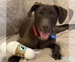 Small #8 Labrador Retriever Mix