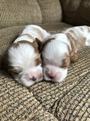 Cavalier King Charles Spaniel Puppy for sale in BETHEL, ME, USA