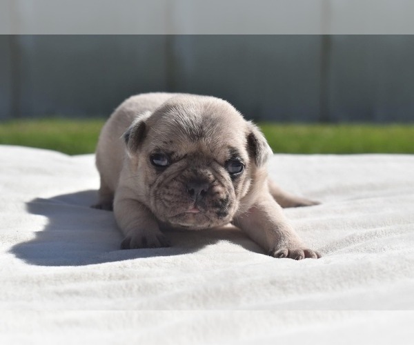 Medium Photo #7 Pug Puppy For Sale in PALM COAST, FL, USA