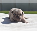 Maple - Female Pug Puppy for Sale - Photo #7