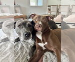 Small #6 American Pit Bull Terrier Mix