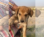 Puppy 5 German Shepherd Dog-Rhodesian Ridgeback Mix
