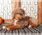 Small #1 Aussiedoodle