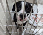Small #1 American Pit Bull Terrier