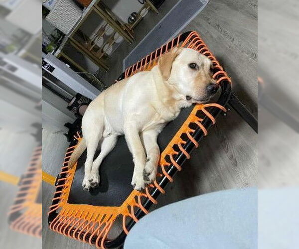 Medium Photo #5 Labrador Retriever Puppy For Sale in Seattle, WA, USA