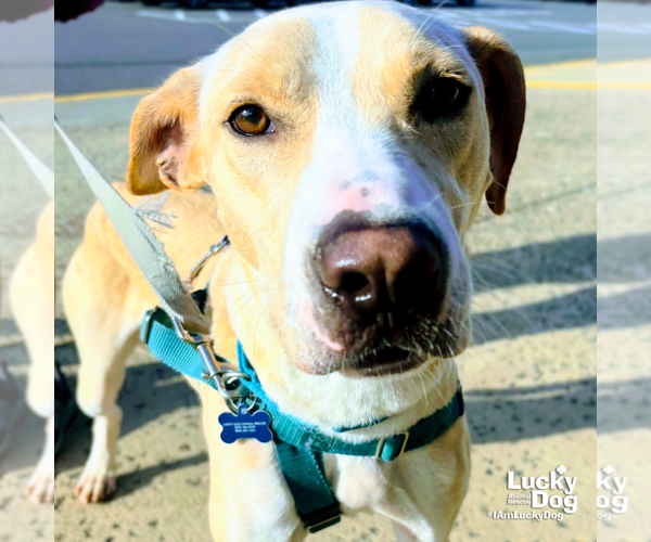 Medium Photo #7 Labrador Retriever-Retriever  Mix Puppy For Sale in Washington, DC, USA